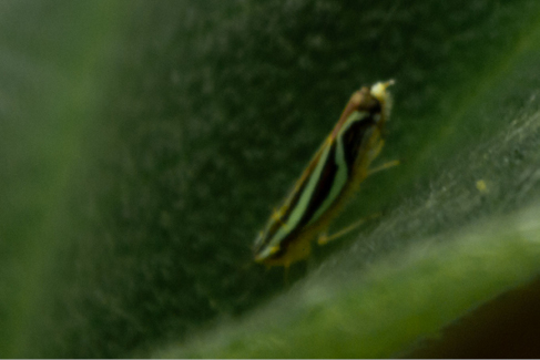 C:\Users\viole\Documents\expresión\Dieguez Violeta\Dieguez_Violeta_TF_008.jpeg